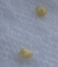 Chillie Seeds